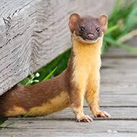 ファンデーション、首にも塗ってますか?