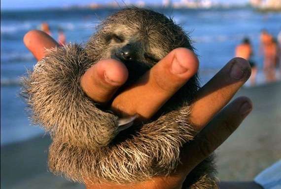 いろんな動物の赤ちゃんがみたい