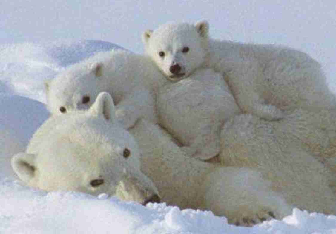 いろんな動物の赤ちゃんがみたい