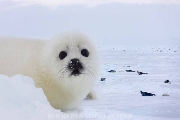 いろんな動物の赤ちゃんがみたい
