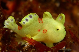 いろんな動物の赤ちゃんがみたい