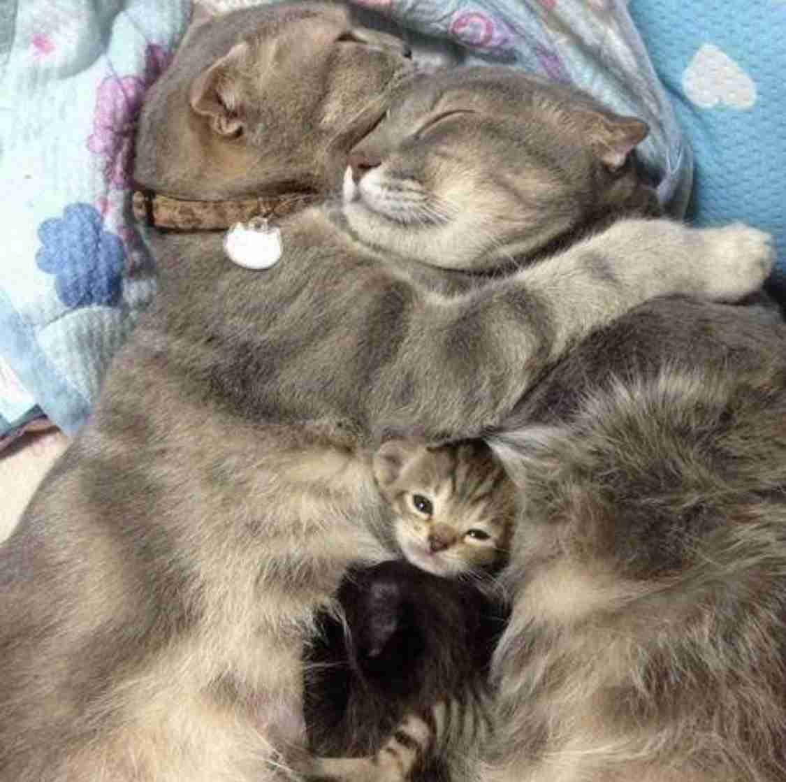 いろんな動物の赤ちゃんがみたい