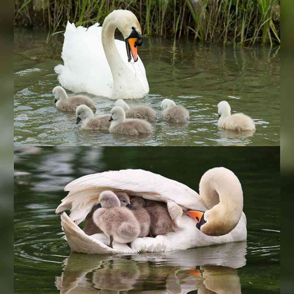 いろんな動物の赤ちゃんがみたい
