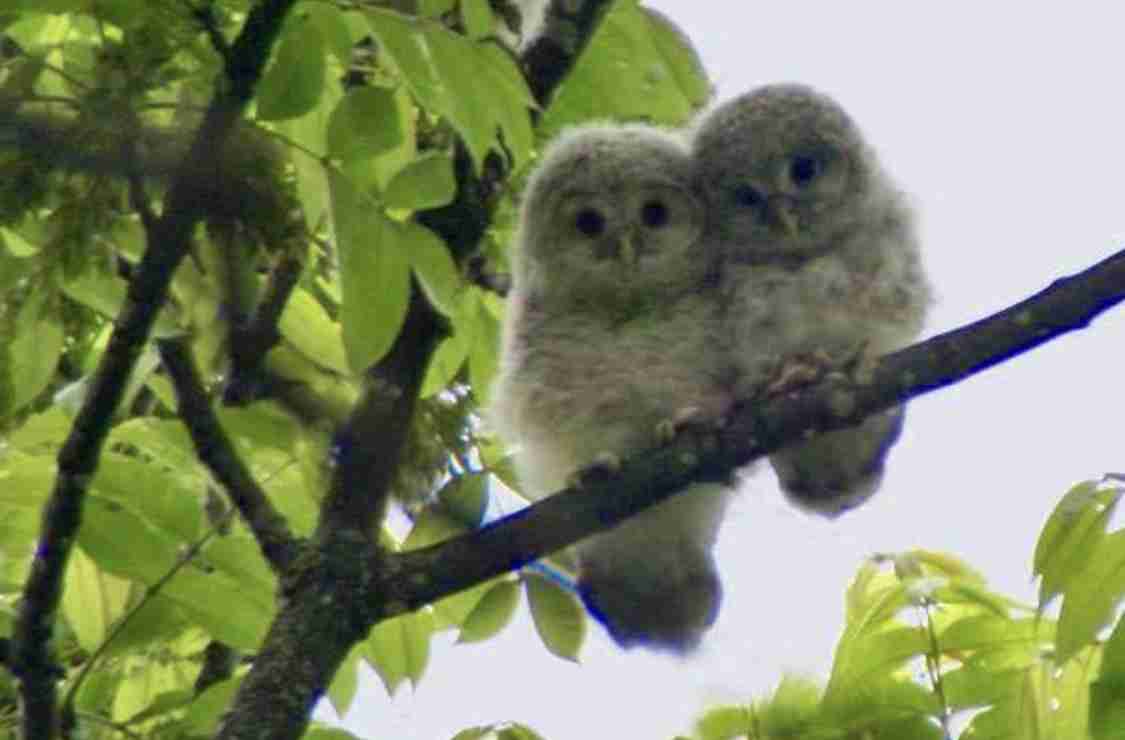 いろんな動物の赤ちゃんがみたい
