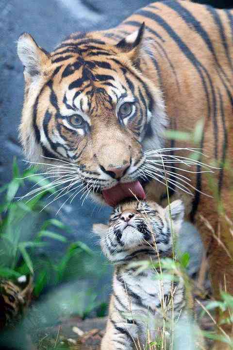 いろんな動物の赤ちゃんがみたい