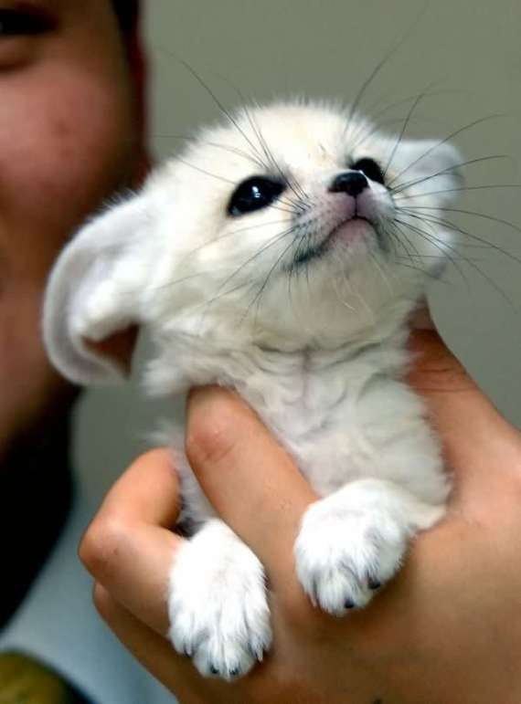 いろんな動物の赤ちゃんがみたい