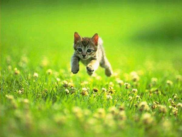 いろんな動物の赤ちゃんがみたい