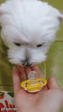 いろんな動物の赤ちゃんがみたい
