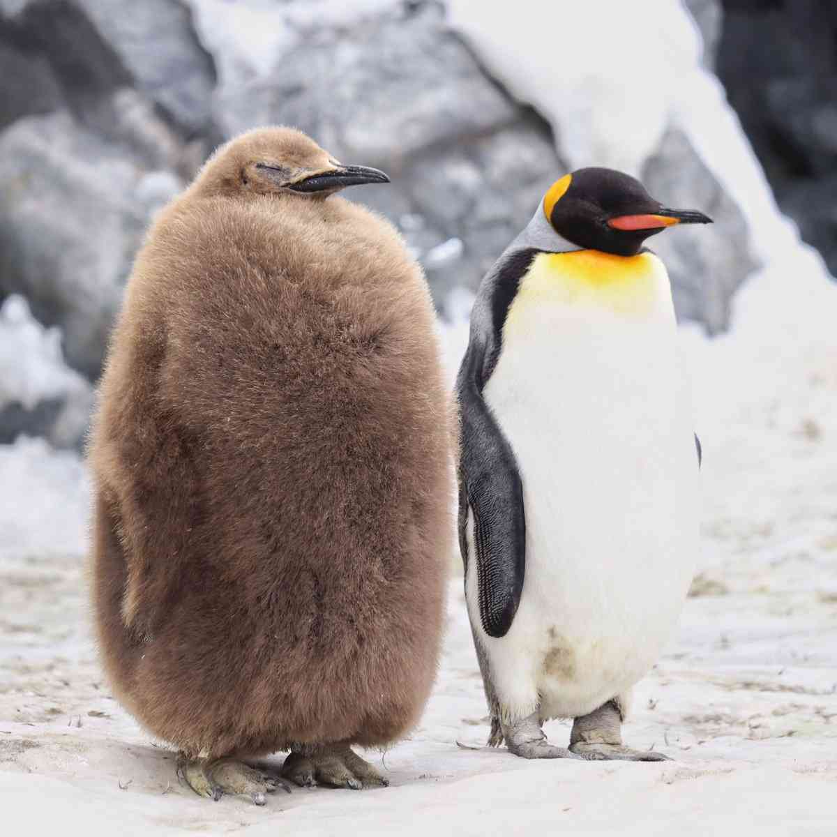 いろんな動物の赤ちゃんがみたい