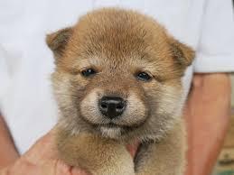 いろんな動物の赤ちゃんがみたい