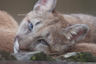 いろんな動物の赤ちゃんがみたい