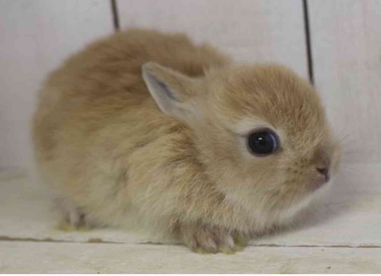 いろんな動物の赤ちゃんがみたい
