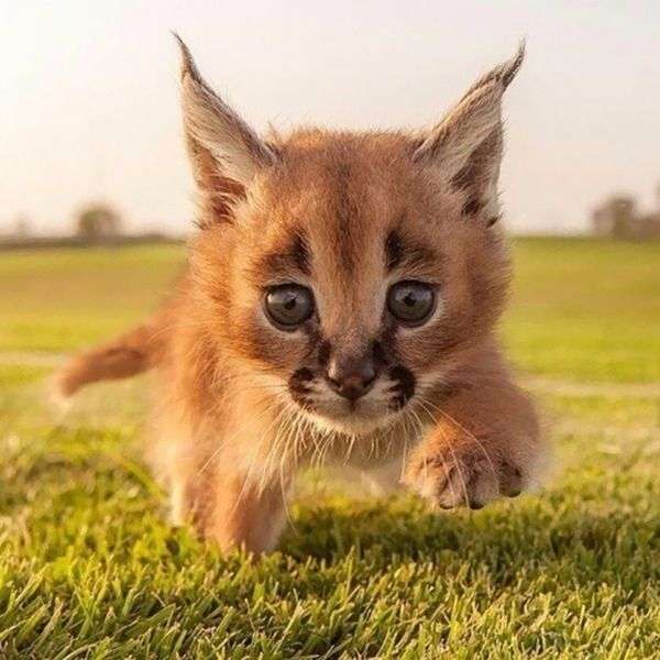 いろんな動物の赤ちゃんがみたい