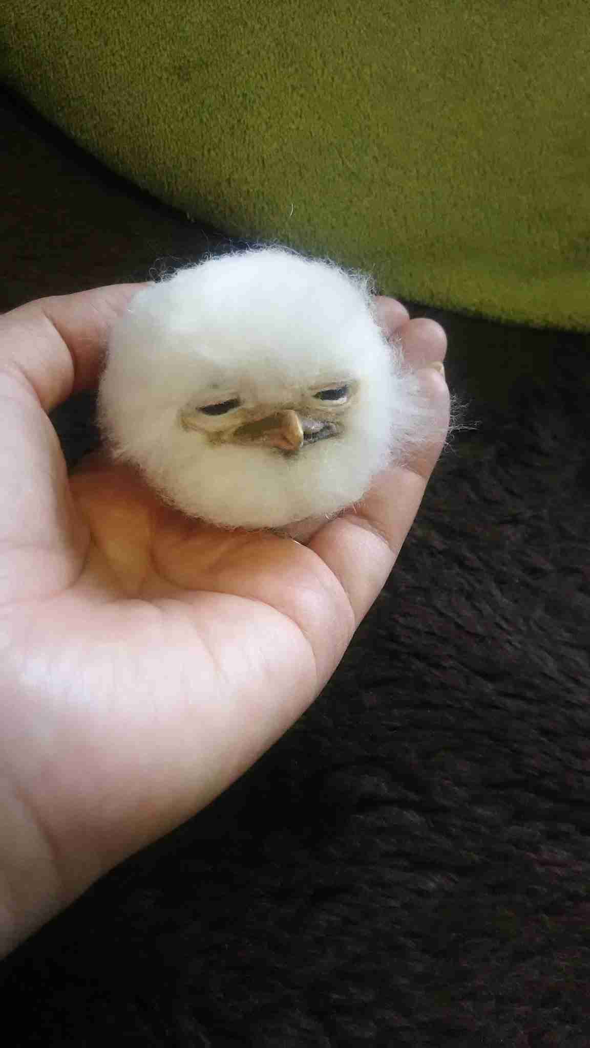 いろんな動物の赤ちゃんがみたい