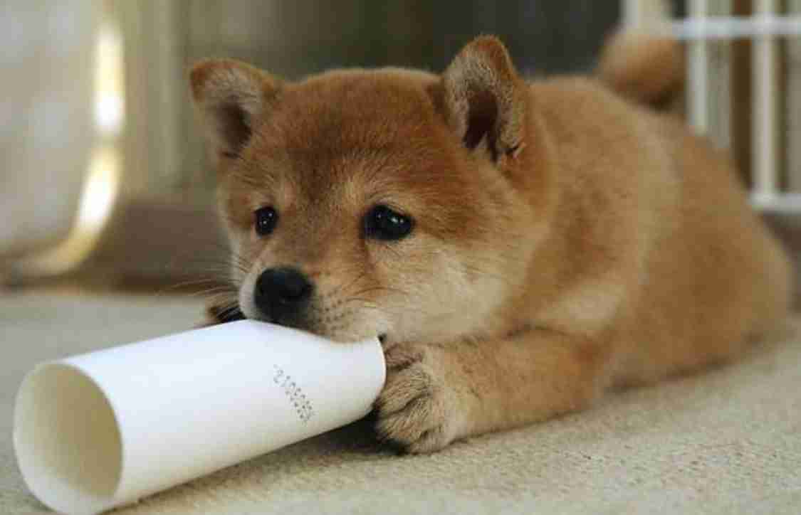 いろんな動物の赤ちゃんがみたい