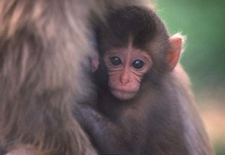いろんな動物の赤ちゃんがみたい