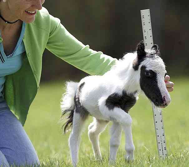 いろんな動物の赤ちゃんがみたい