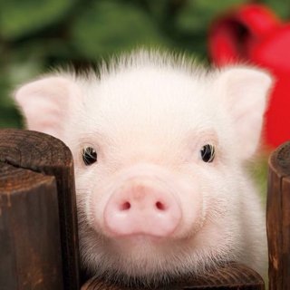 いろんな動物の赤ちゃんがみたい