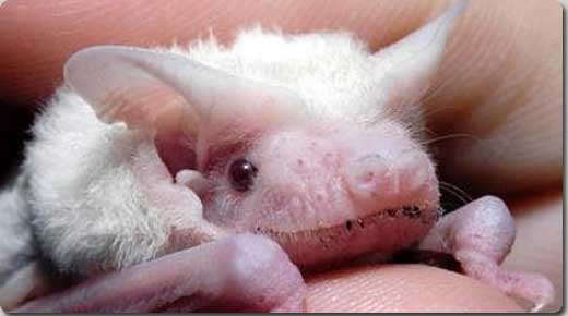 いろんな動物の赤ちゃんがみたい