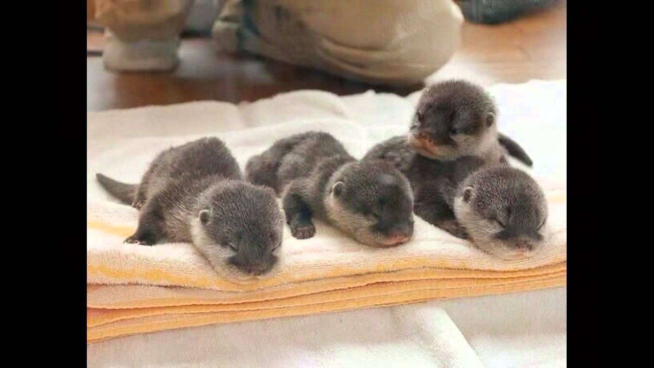 いろんな動物の赤ちゃんがみたい