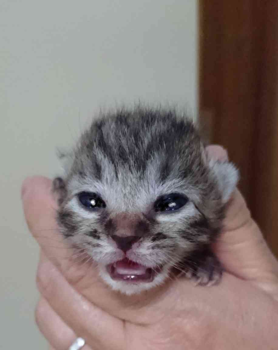 いろんな動物の赤ちゃんがみたい