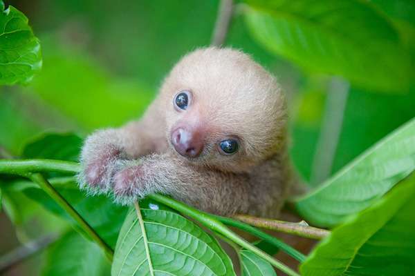 いろんな動物の赤ちゃんがみたい
