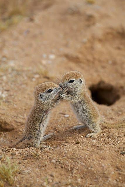 いろんな動物の赤ちゃんがみたい