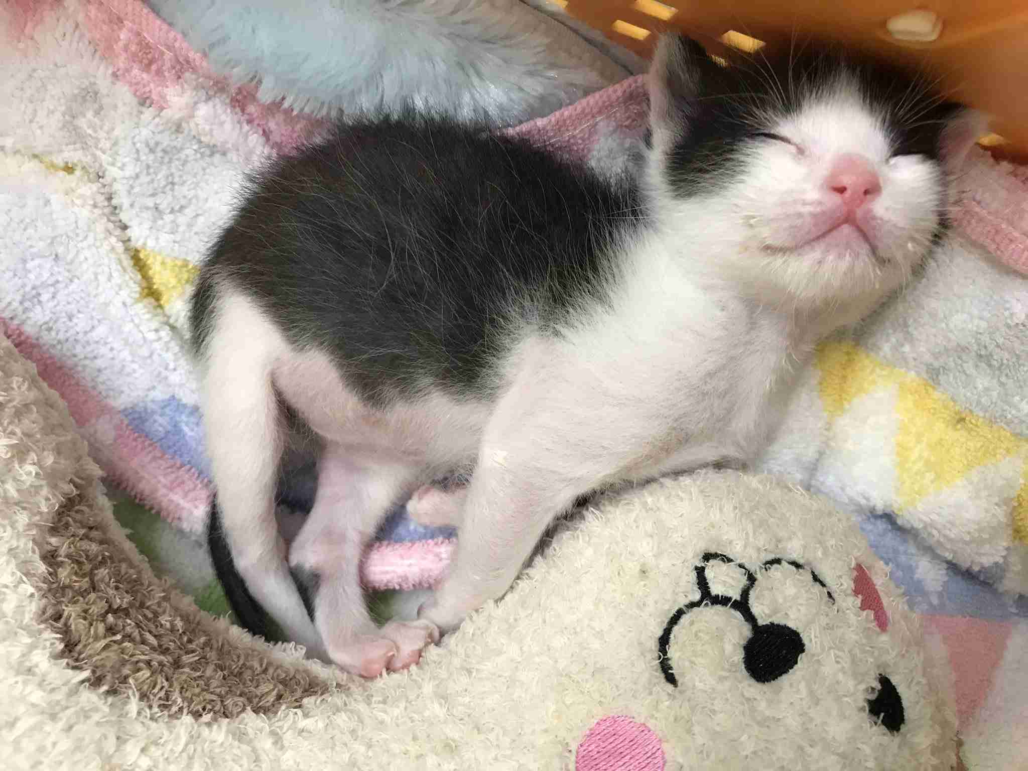いろんな動物の赤ちゃんがみたい