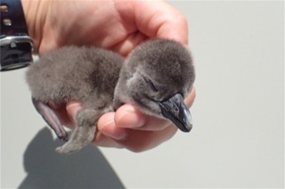 いろんな動物の赤ちゃんがみたい