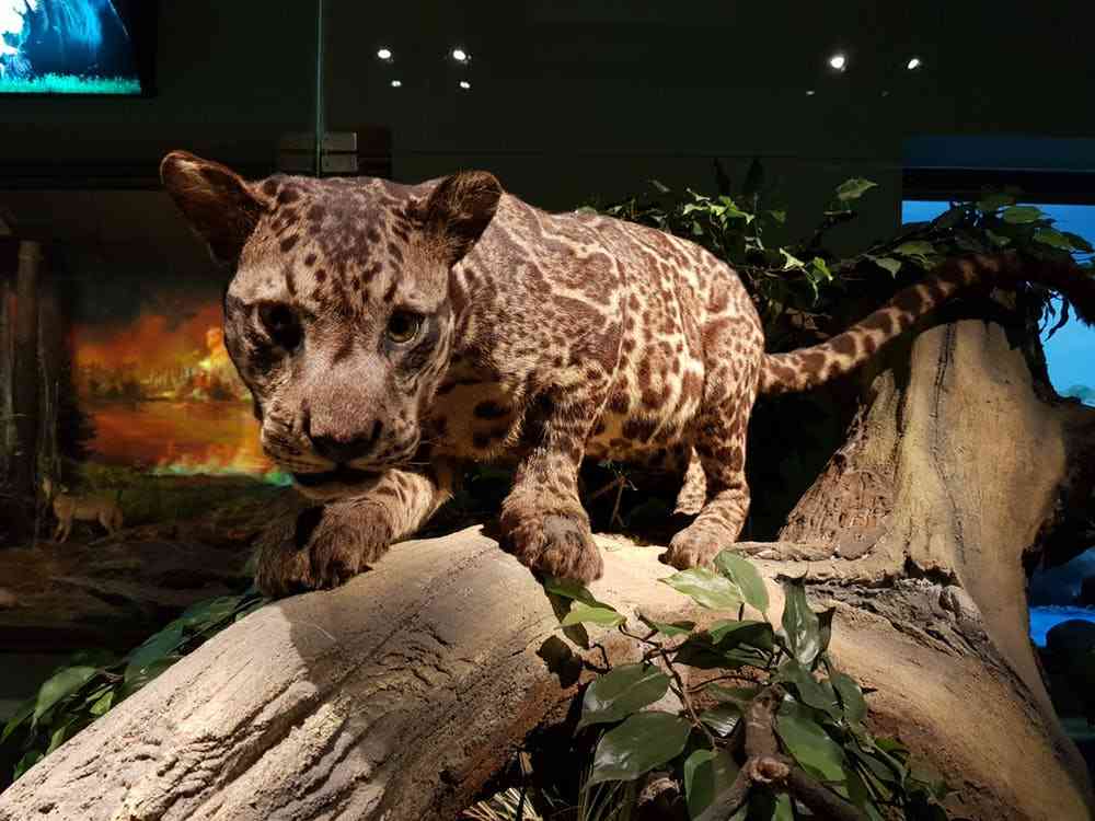 いろんな動物の赤ちゃんがみたい