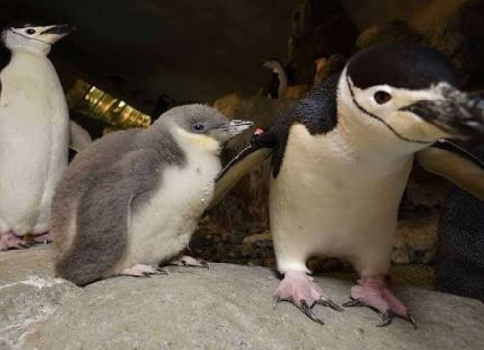 いろんな動物の赤ちゃんがみたい