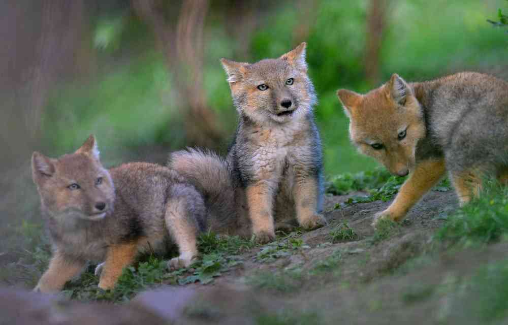 いろんな動物の赤ちゃんがみたい
