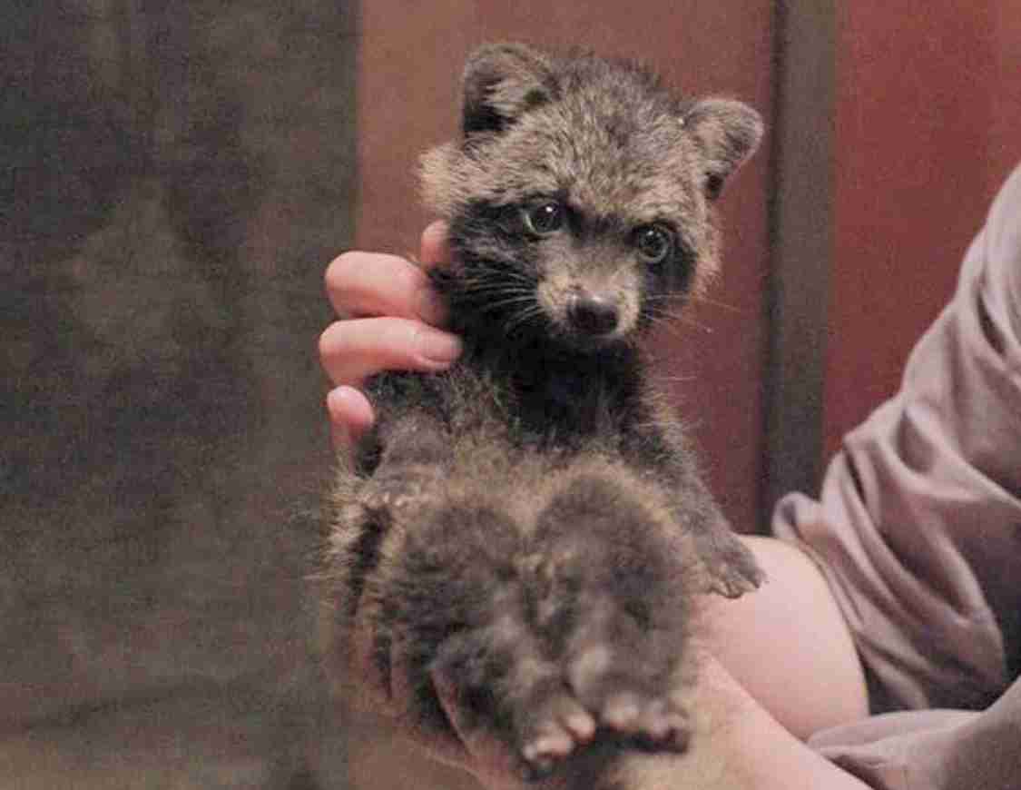 いろんな動物の赤ちゃんがみたい