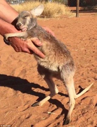 いろんな動物の赤ちゃんがみたい