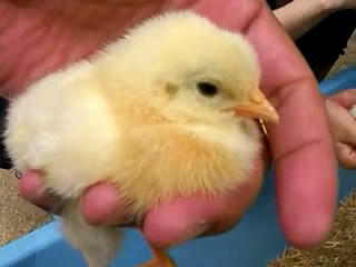 いろんな動物の赤ちゃんがみたい