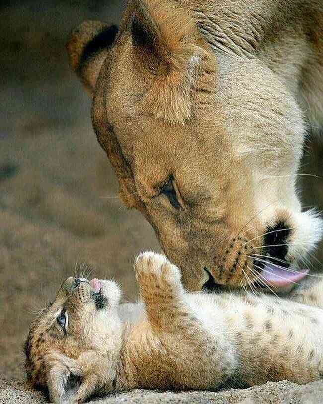 いろんな動物の赤ちゃんがみたい