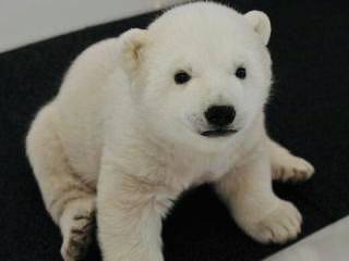 いろんな動物の赤ちゃんがみたい