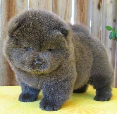 いろんな動物の赤ちゃんがみたい