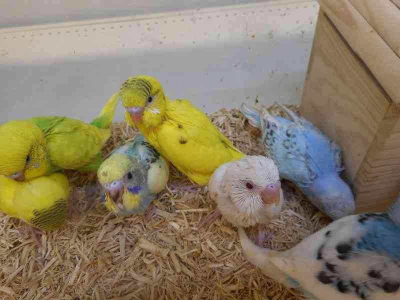 いろんな動物の赤ちゃんがみたい