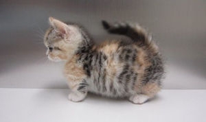いろんな動物の赤ちゃんがみたい
