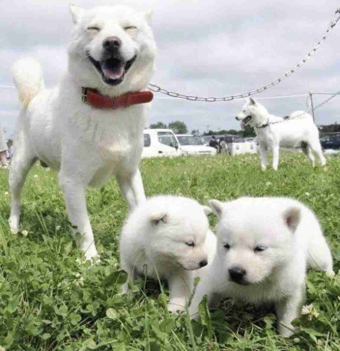 いろんな動物の赤ちゃんがみたい