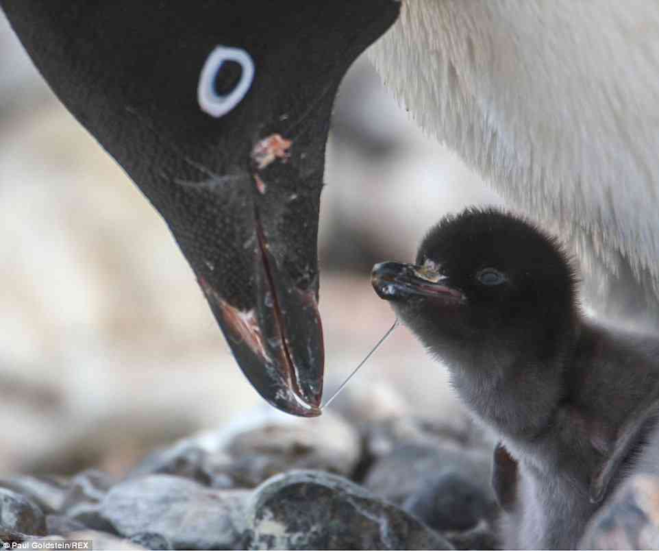 いろんな動物の赤ちゃんがみたい
