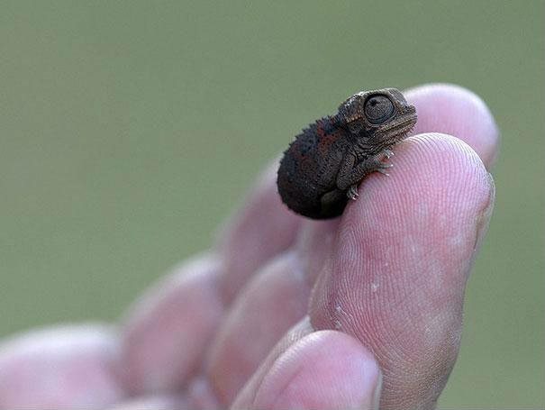 いろんな動物の赤ちゃんがみたい