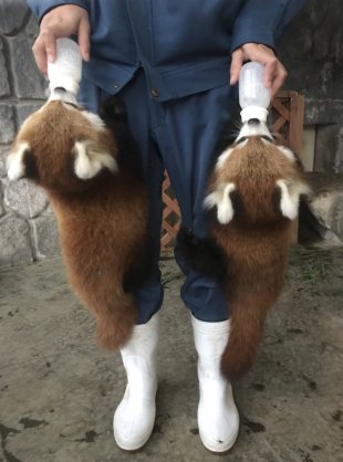 いろんな動物の赤ちゃんがみたい