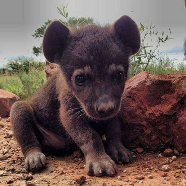 いろんな動物の赤ちゃんがみたい