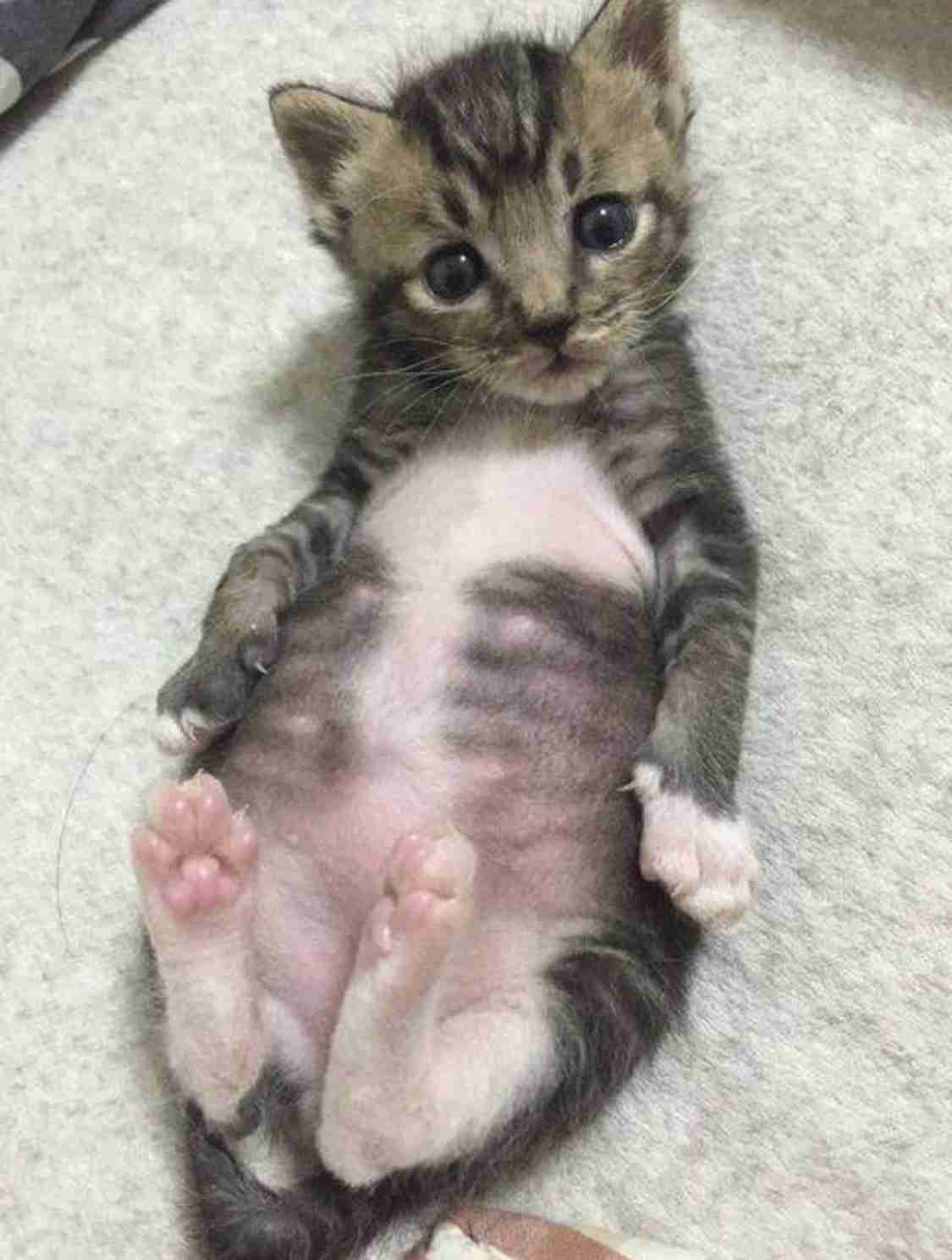 いろんな動物の赤ちゃんがみたい