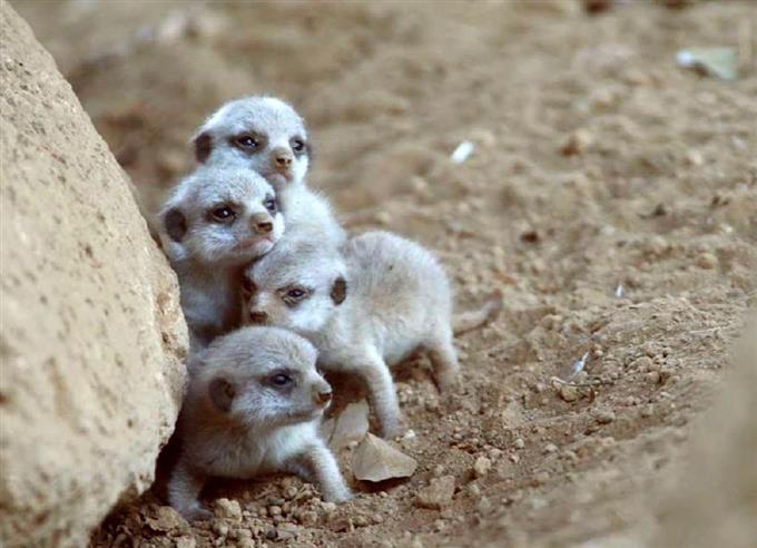 いろんな動物の赤ちゃんがみたい