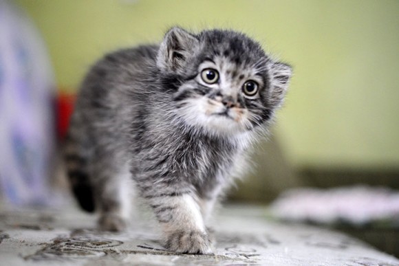 いろんな動物の赤ちゃんがみたい