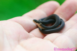 いろんな動物の赤ちゃんがみたい