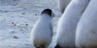 いろんな動物の赤ちゃんがみたい
